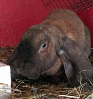 Bash                                  Dansk  import                                             