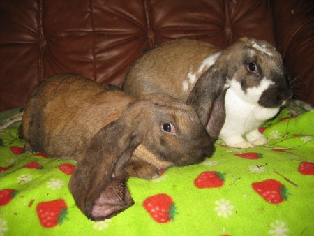 Mickan & Mildred